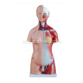 45CM Unisex Torso 23 Bagian